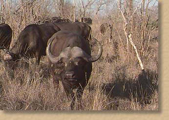 Herd of buffalo